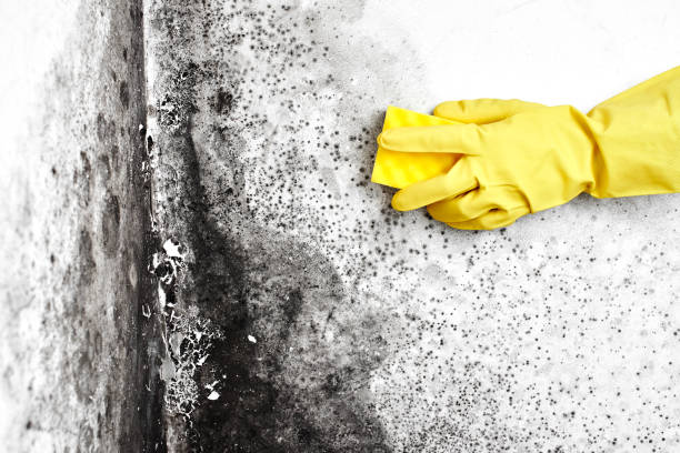 Best Mold Damage Repair  in Savannah, TX