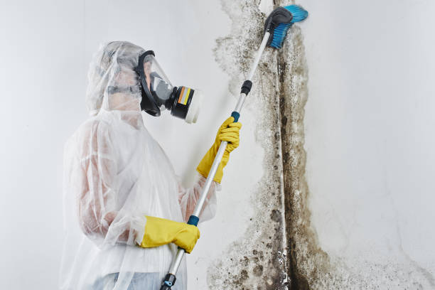 Best Black Mold Removal  in Savannah, TX
