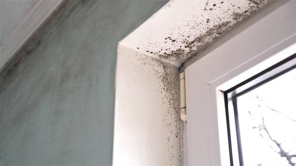 Best Crawl Space Mold Removal  in Savannah, TX
