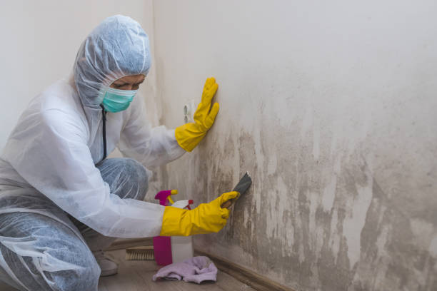 Certified Mold Removal in Savannah, TX