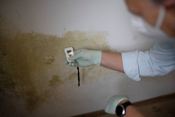 Best Mold Removal Specialists  in Savannah, TX