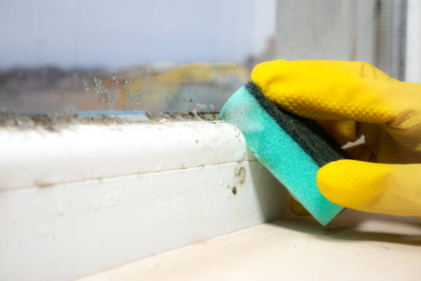 Best Crawl Space Mold Removal  in Savannah, TX