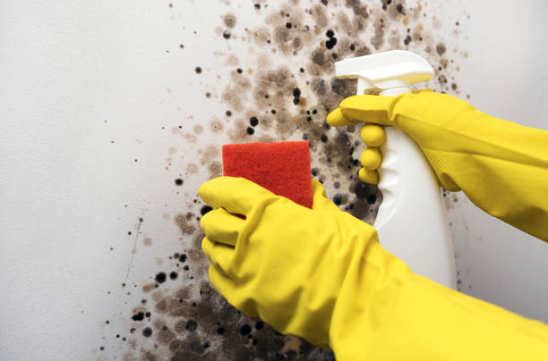 Best Toxic Mold Removal  in Savannah, TX