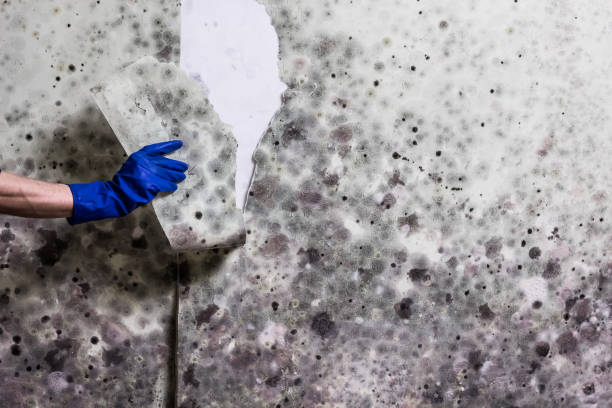 Best Mold Removal Near Me  in Savannah, TX