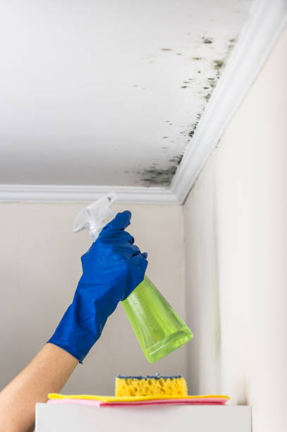 Best Home Mold Removal  in Savannah, TX