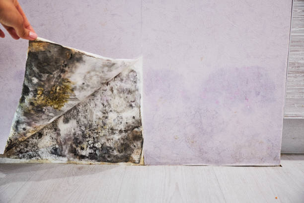 Water Damage Restoration in Savannah, TX